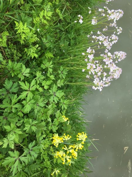 CARDAMINES et PRIMEVERES officinales. Monique Pinault